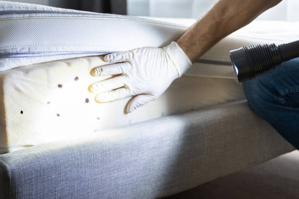 Best Ant Control Services  in Elm City, NC