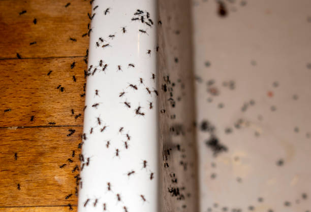 Best Best Pest Control Companies  in Elm City, NC